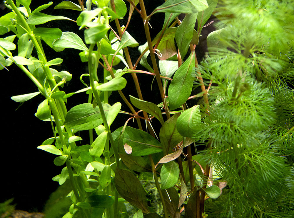 Stem Plant Combo - Beginner Aquarium Plants: Moneywort,  Dark Red Ludwigia, and Green Cabomba