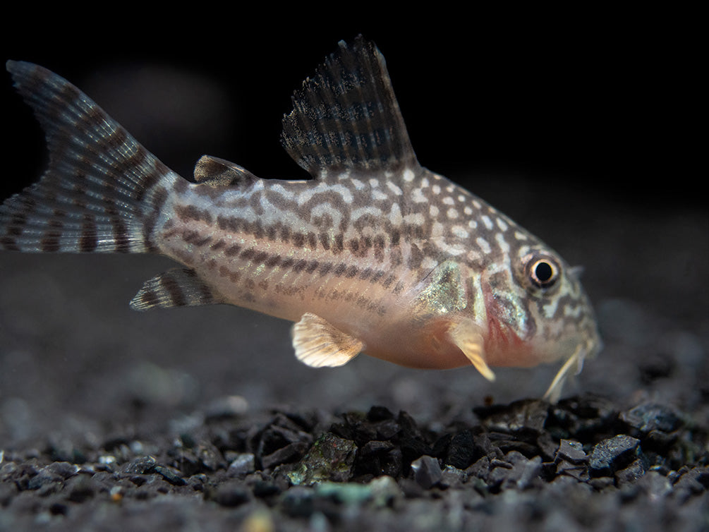 Sterba's Cory Catfish (Corydoras sterbai), Tank-Bred