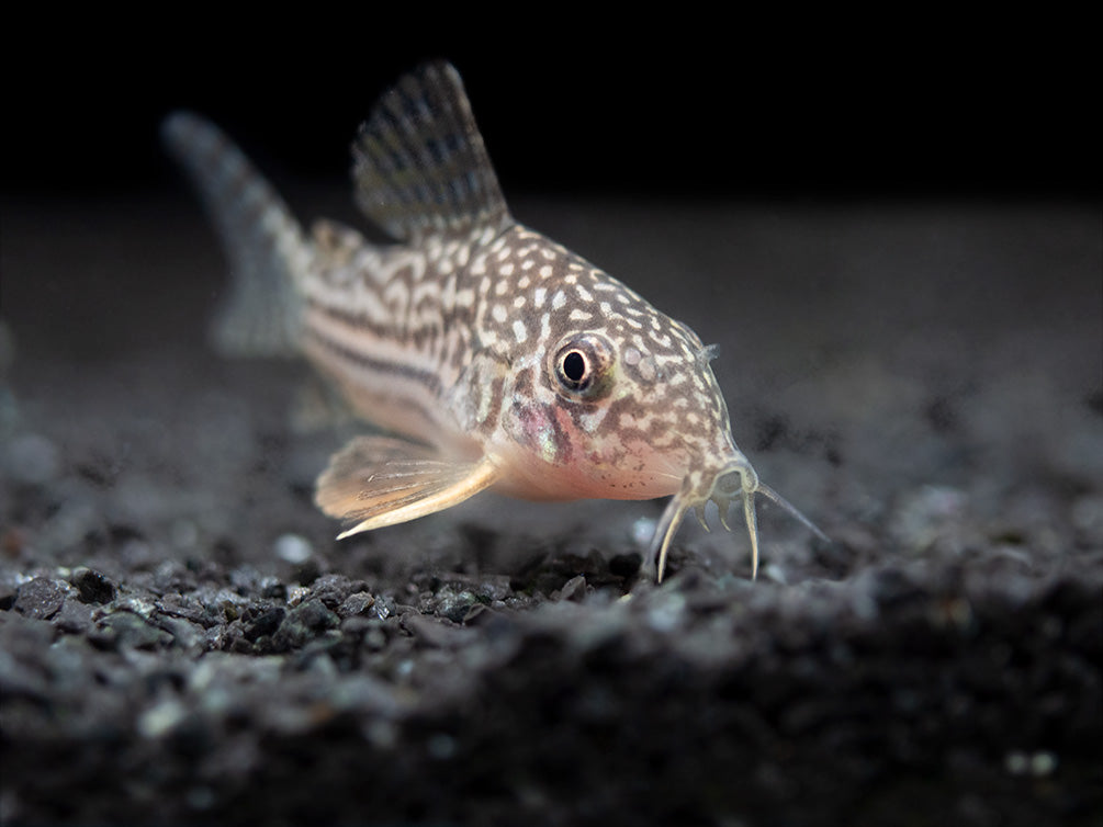 Sterba's Cory Catfish (Corydoras sterbai), Tank-Bred
