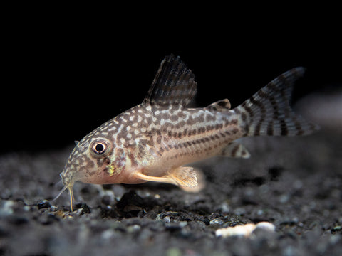 Red Chest Endler’s Livebearer (Poecilia wingei), Tank-Bred