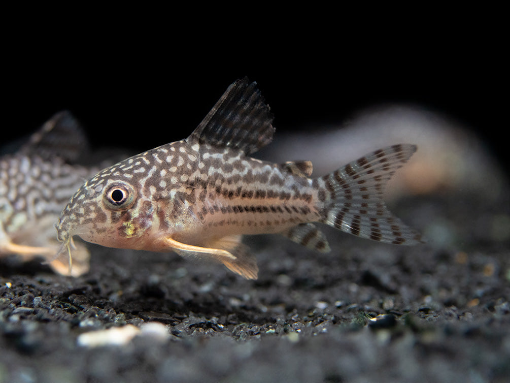 Sterba's Cory Catfish (Corydoras sterbai), Tank-Bred