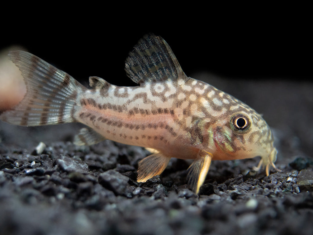 Sterba's Cory Catfish (Corydoras sterbai), Tank-Bred