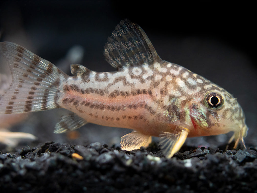 Sterba's Cory Catfish (Corydoras sterbai), Tank-Bred