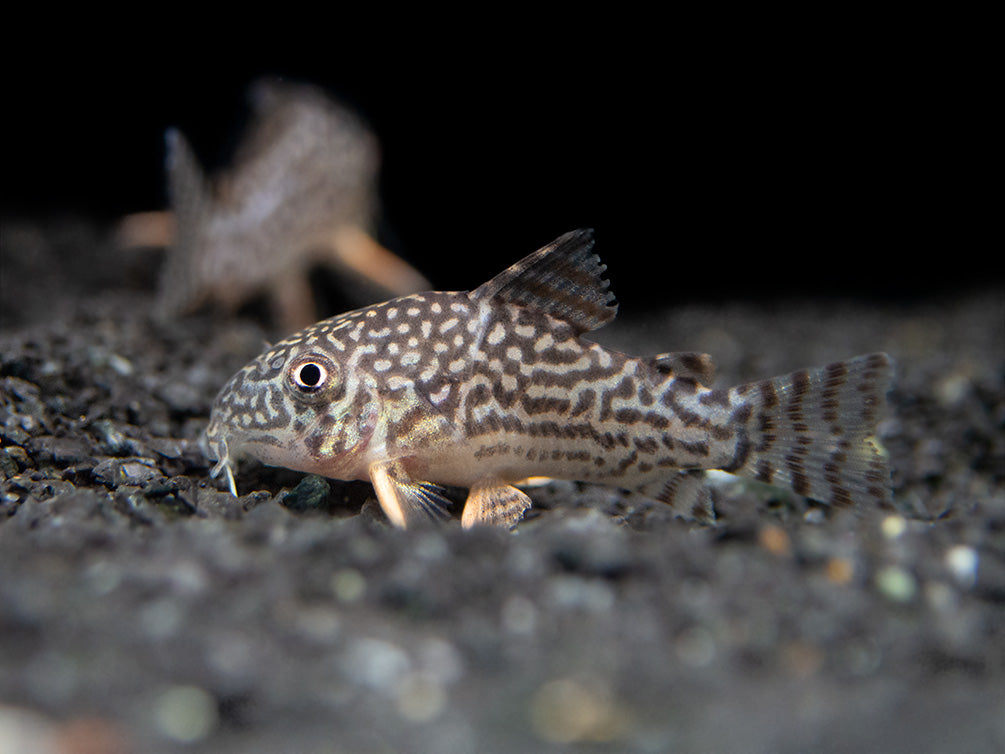 Sterba's Cory Catfish (Corydoras sterbai), Tank-Bred