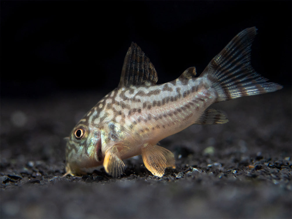 Sterba's Cory Catfish (Corydoras sterbai), Tank-Bred