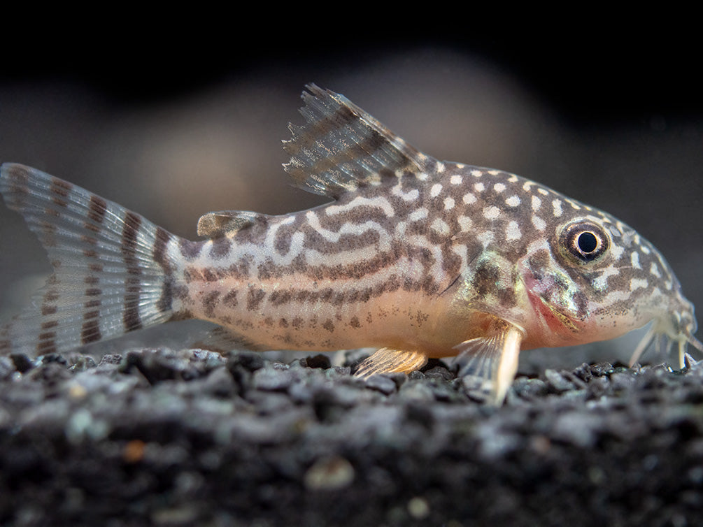 Sterba's Cory Catfish (Corydoras sterbai), Tank-Bred