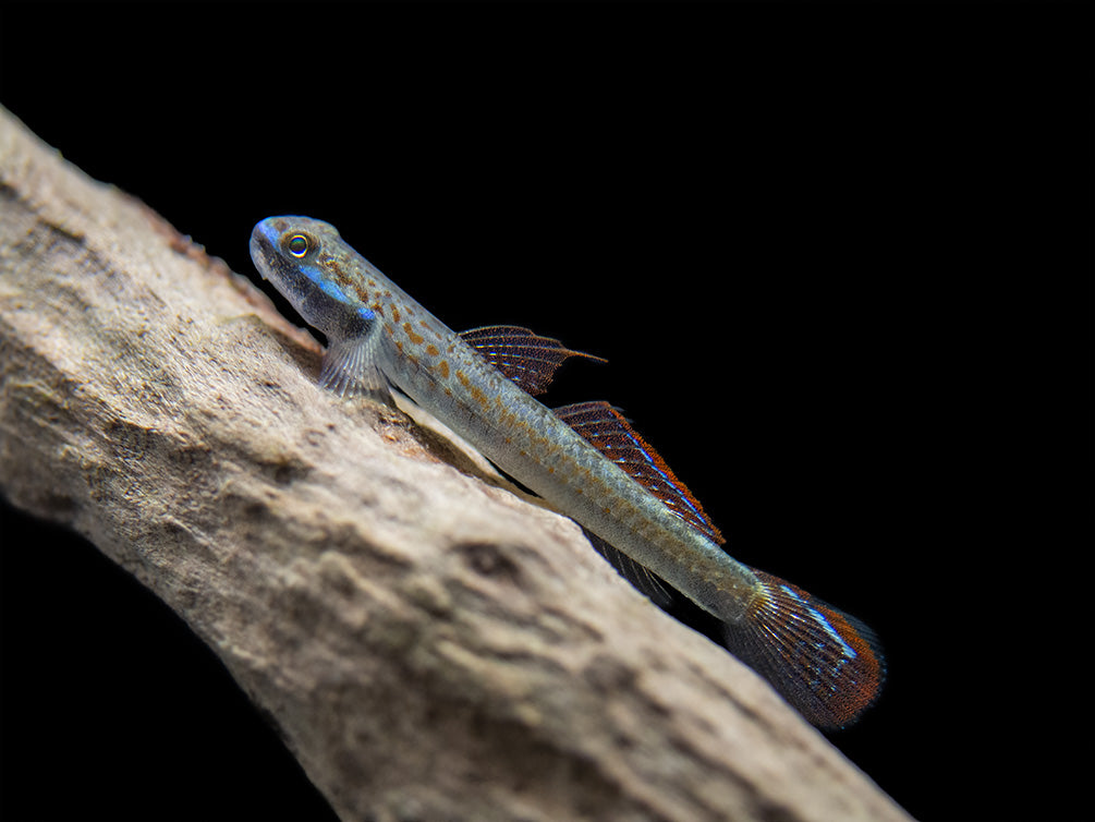 Annie's Dwarf Goby (Stiphodon annieae)