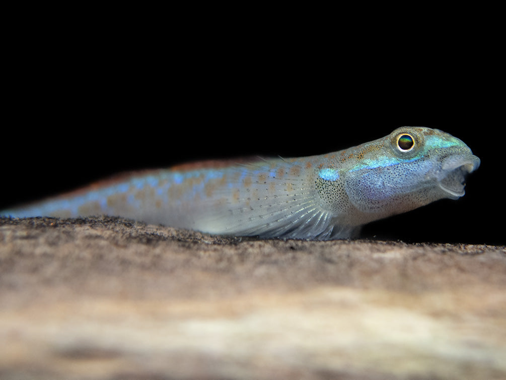 Annie's Dwarf Goby (Stiphodon annieae)