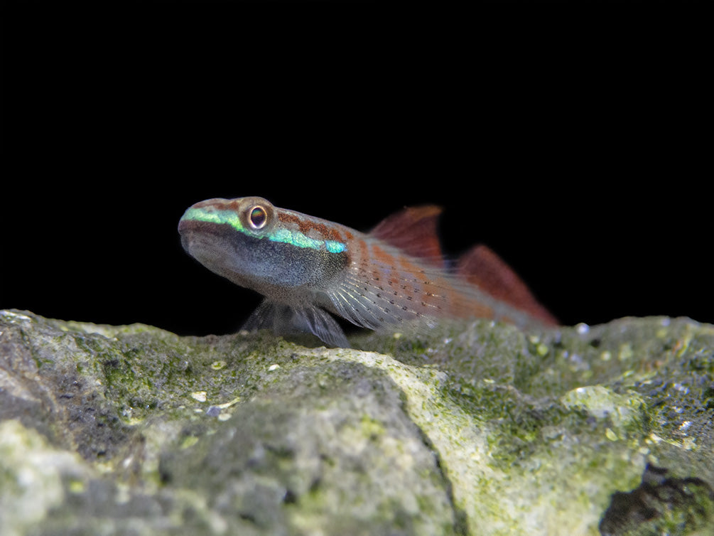 Annie's Dwarf Goby (Stiphodon annieae)