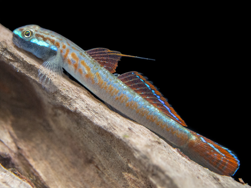 Annie's Dwarf Goby (Stiphodon annieae)