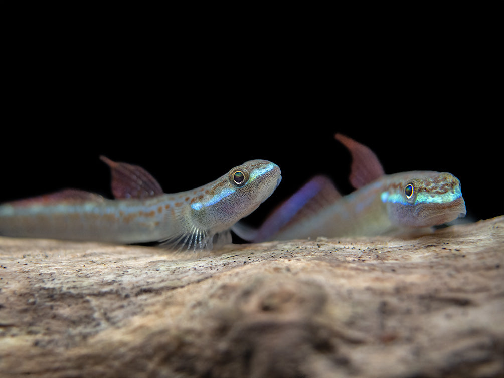 Annie's Dwarf Goby (Stiphodon annieae)