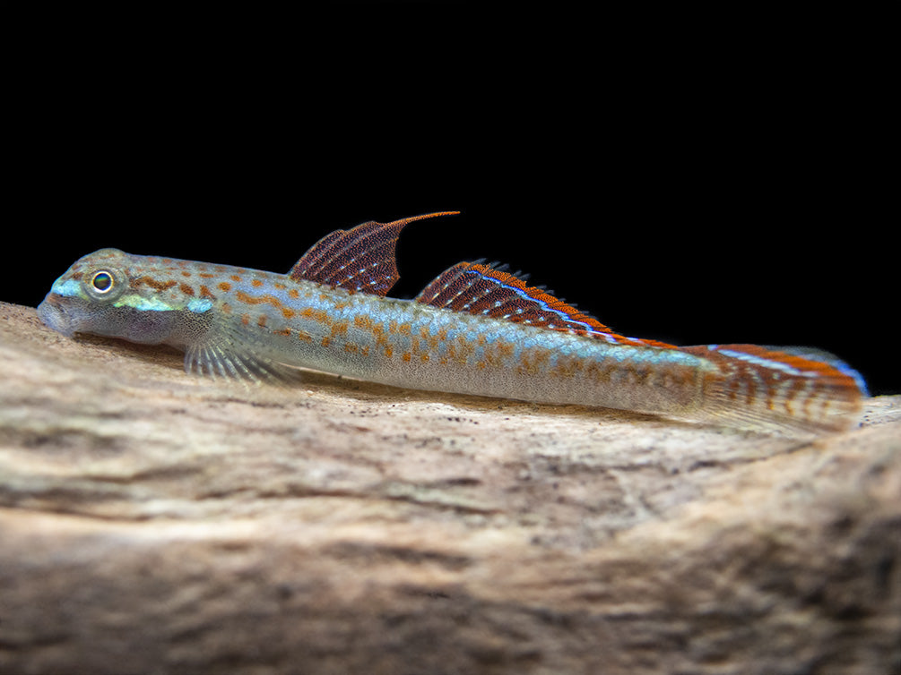 Annie's Dwarf Goby (Stiphodon annieae)