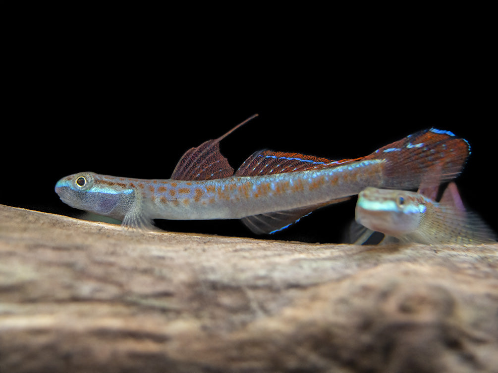 Annie's Dwarf Goby (Stiphodon annieae)