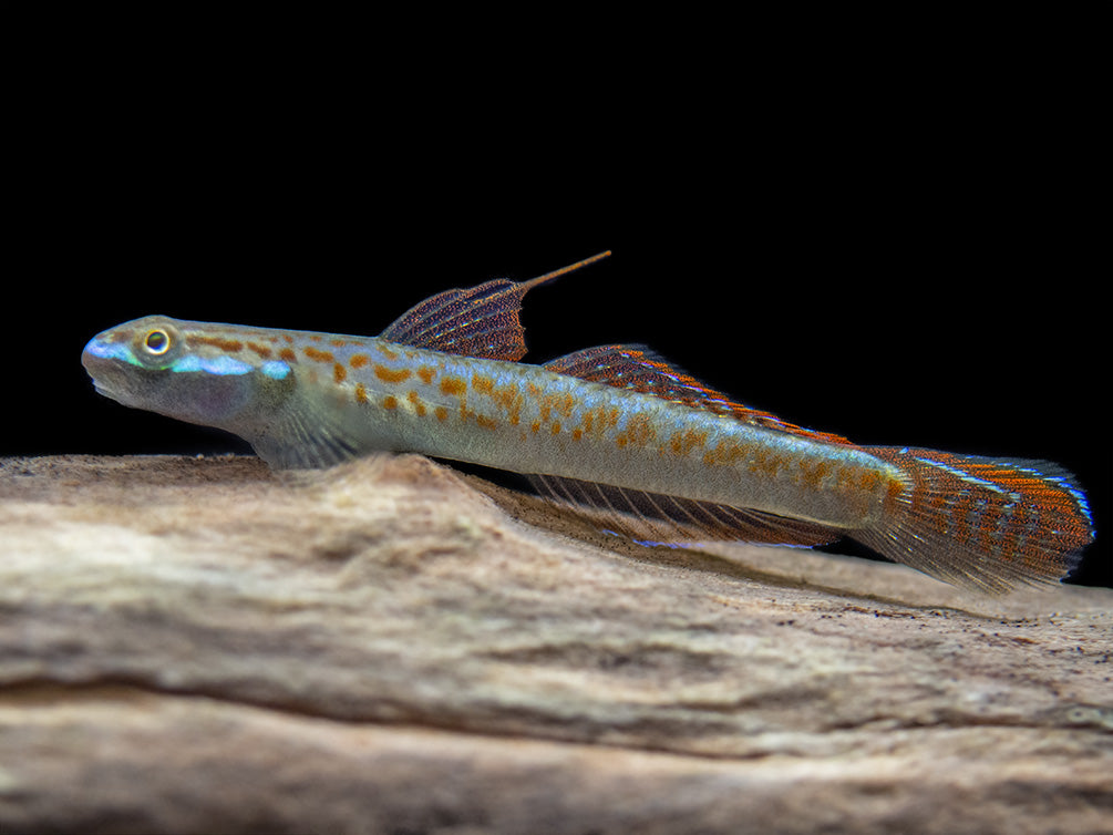 Annie's Dwarf Goby (Stiphodon annieae)