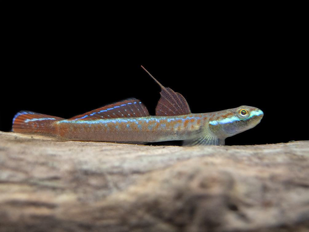 Annie's Dwarf Goby (Stiphodon annieae)