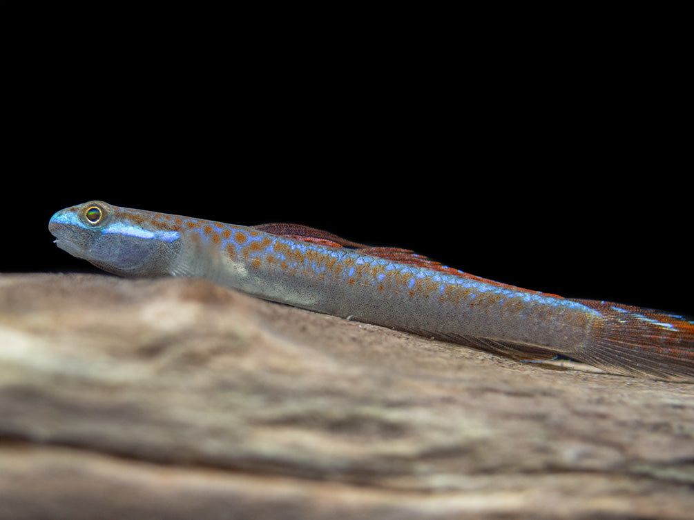 Annie's Dwarf Goby (Stiphodon annieae)