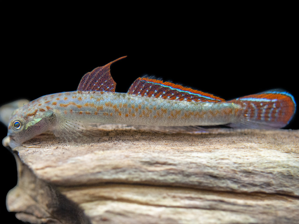 Annie's Dwarf Goby (Stiphodon annieae)