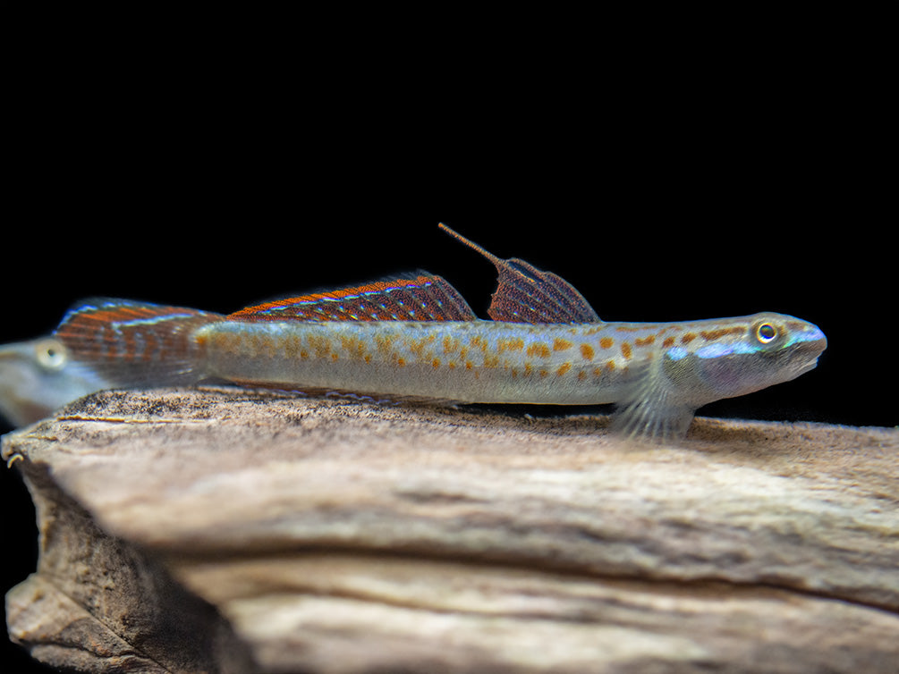 Annie's Dwarf Goby (Stiphodon annieae)