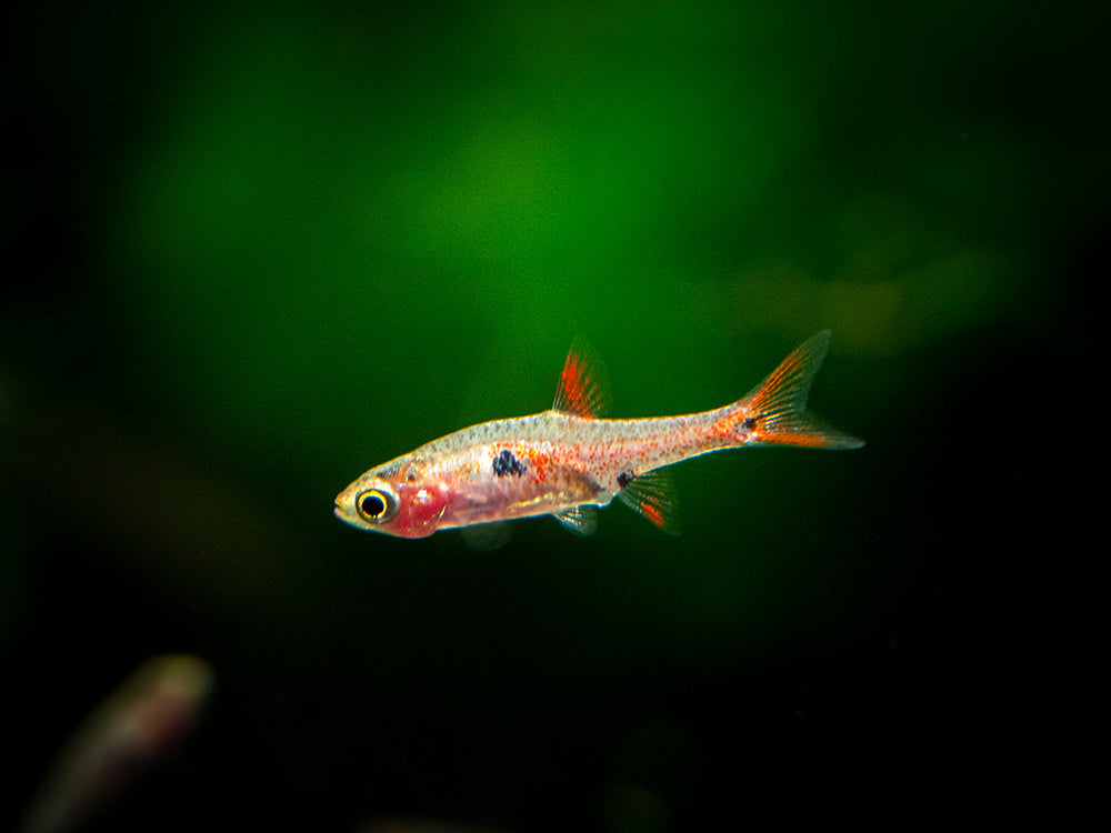 Strawberry Rasbora (Boraras naevus)