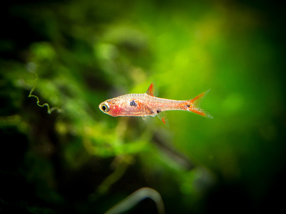 Strawberry Rasbora (Boraras naevus)