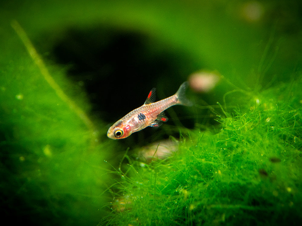 Strawberry Rasbora (Boraras naevus)