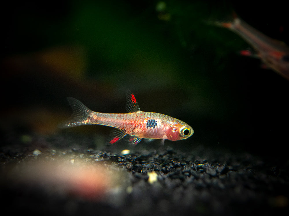 Strawberry Rasbora (Boraras naevus) - Aquatic Arts