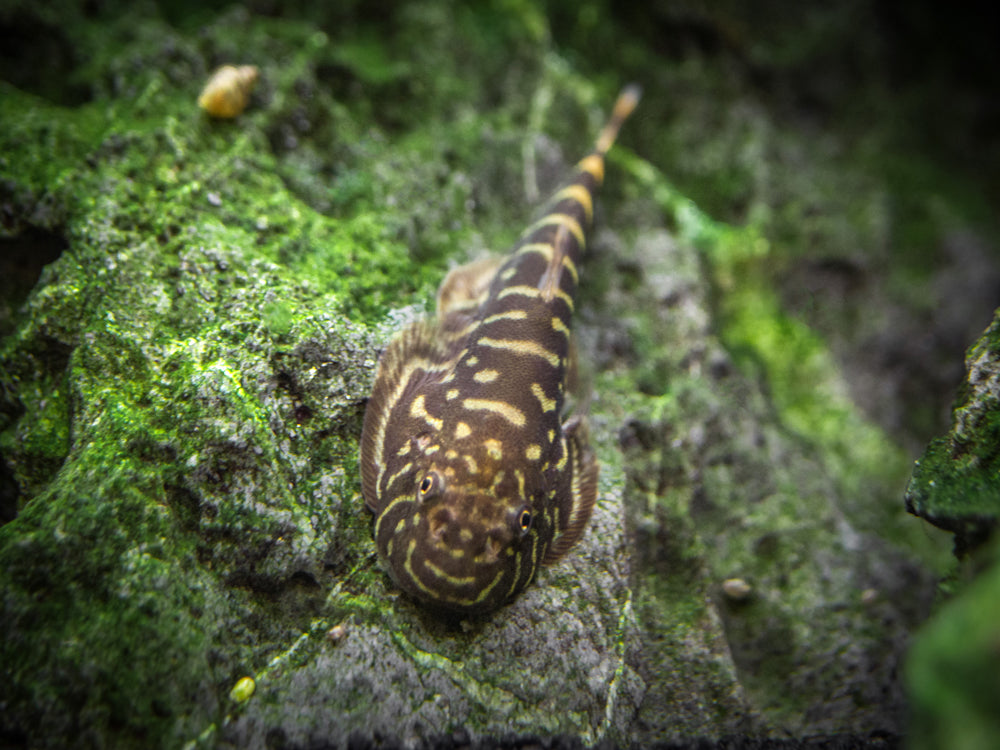 Striped Borneo Sucker (Gastromyzon zebrinus)