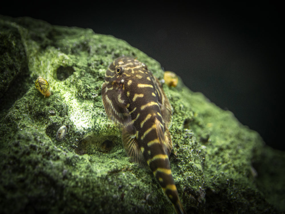 Striped Borneo Sucker (Gastromyzon zebrinus)