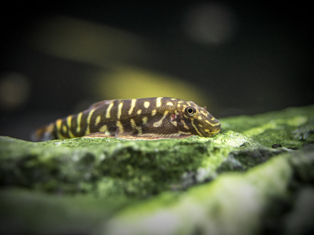 Striped Borneo Sucker (Gastromyzon zebrinus)