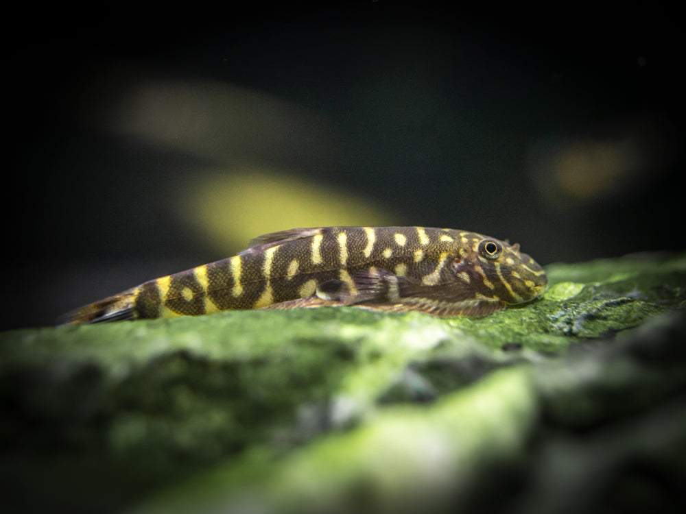 Striped Borneo Sucker (Gastromyzon zebrinus)