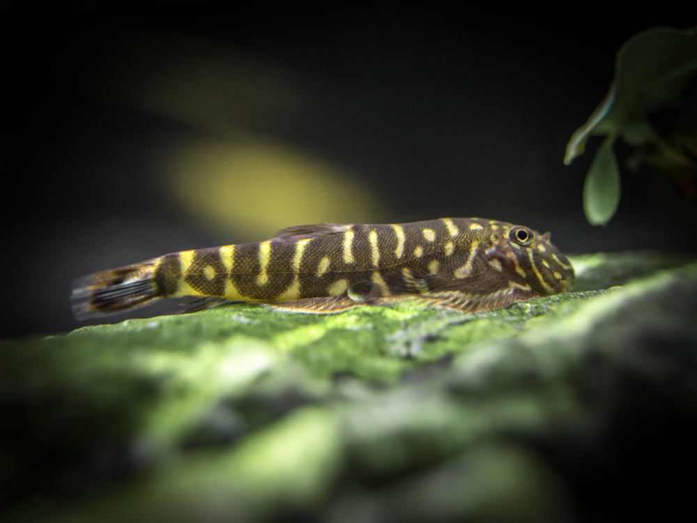 Striped Borneo Sucker (Gastromyzon zebrinus)