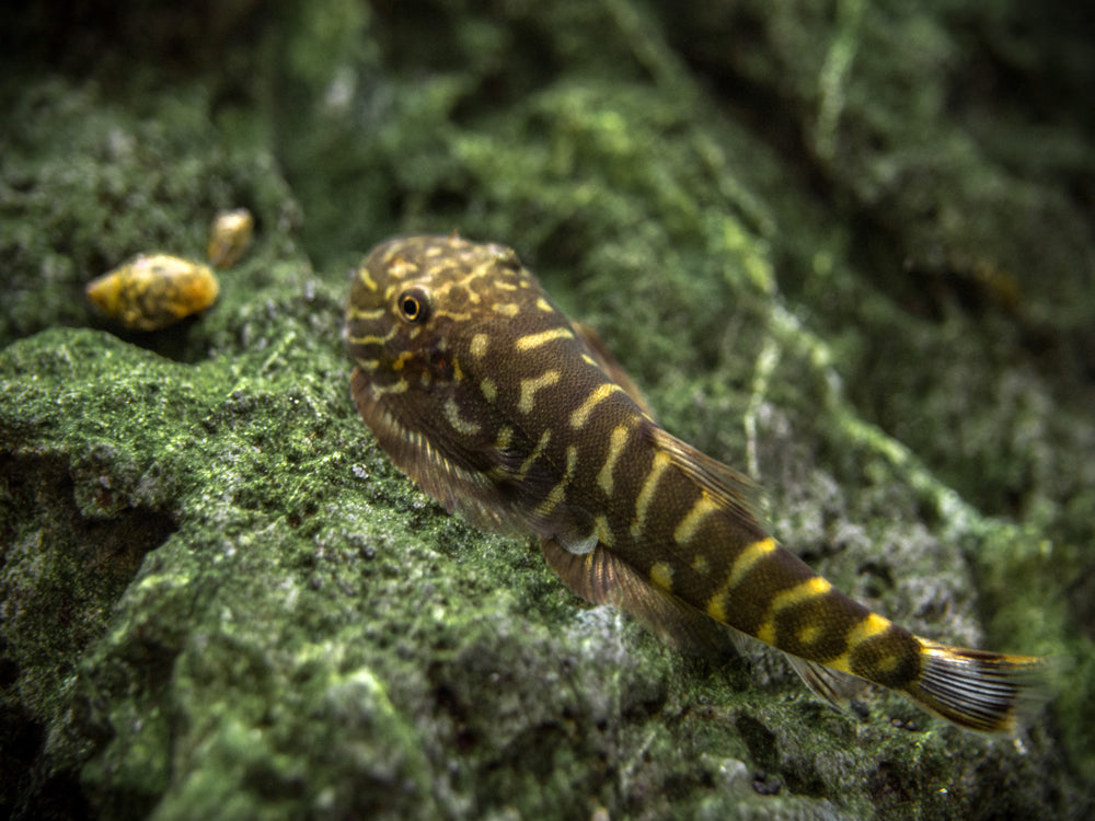 Striped Borneo Sucker (Gastromyzon zebrinus)