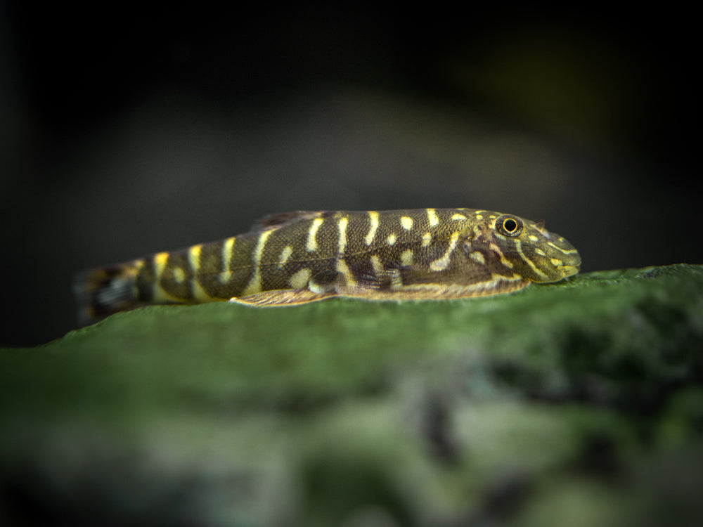 Striped Borneo Sucker (Gastromyzon zebrinus)