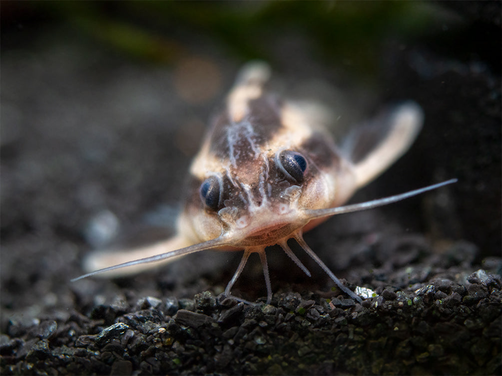 Striped Raphael AKA Talking Catfish (Platydoras armatulus), Captive-Bred!