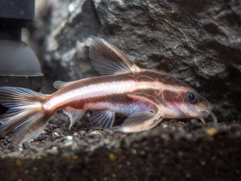 Striped Raphael AKA Talking Catfish (Platydoras armatulus), Captive-Bred!