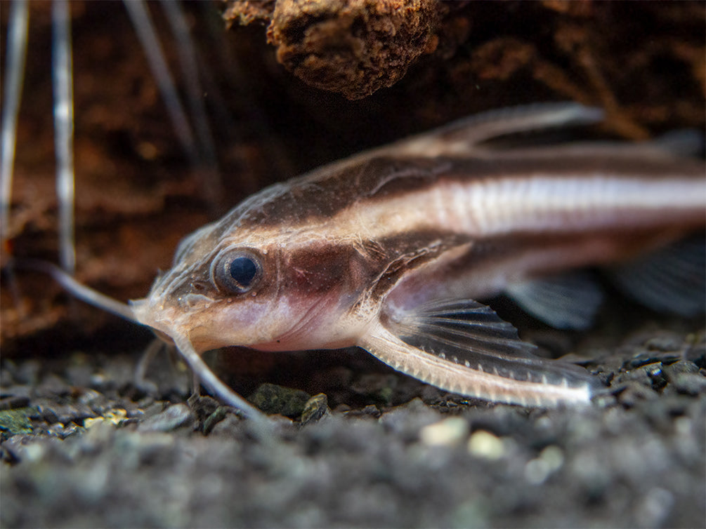 Raphael Fish Striped Raphael Catfish (Platydoras armatulus) - Aquatic Arts