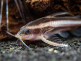 Striped Raphael AKA Talking Catfish (Platydoras armatulus), Captive-Bred!