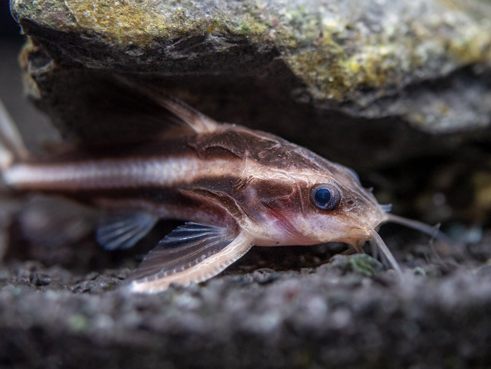 Striped Raphael Catfish (Platydoras armatulus) - Aquatic Arts