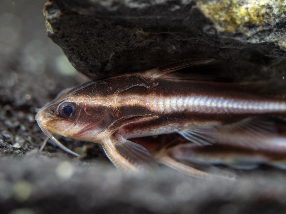 Striped Raphael AKA Talking Catfish (Platydoras armatulus), Captive-Bred!