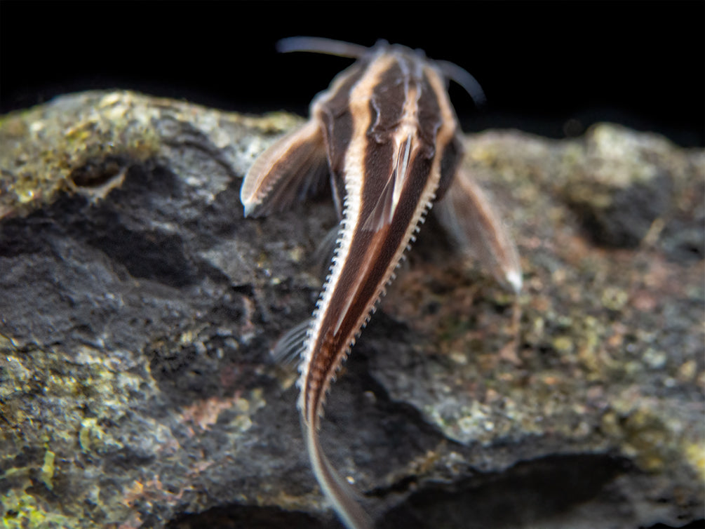 Striped Raphael AKA Talking Catfish (Platydoras armatulus), Captive-Bred!