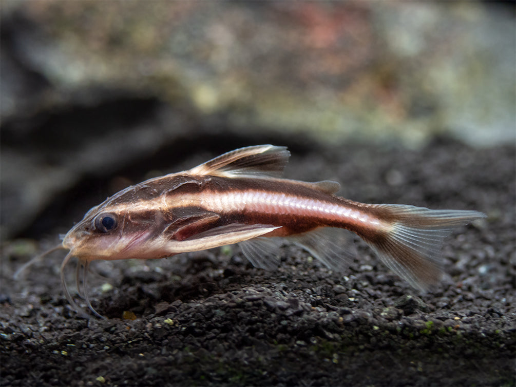 Striped Raphael AKA Talking Catfish (Platydoras armatulus), Captive-Bred!