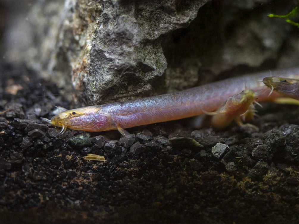 Sumatran Neon Loach (Pangio bitaimac)