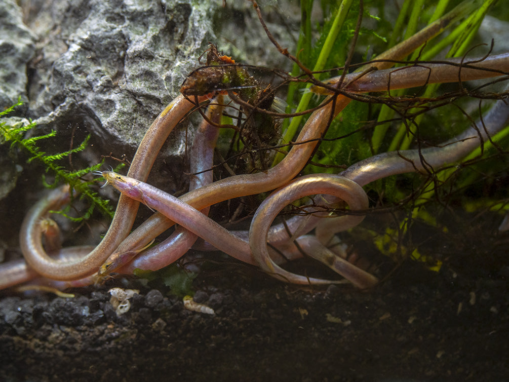 Sumatran Neon Loach (Pangio bitaimac) - Aquatic Arts on sale today for $  34.99