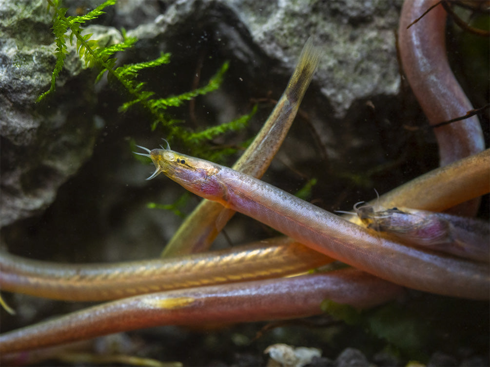 Sumatran Neon Loach (Pangio bitaimac)