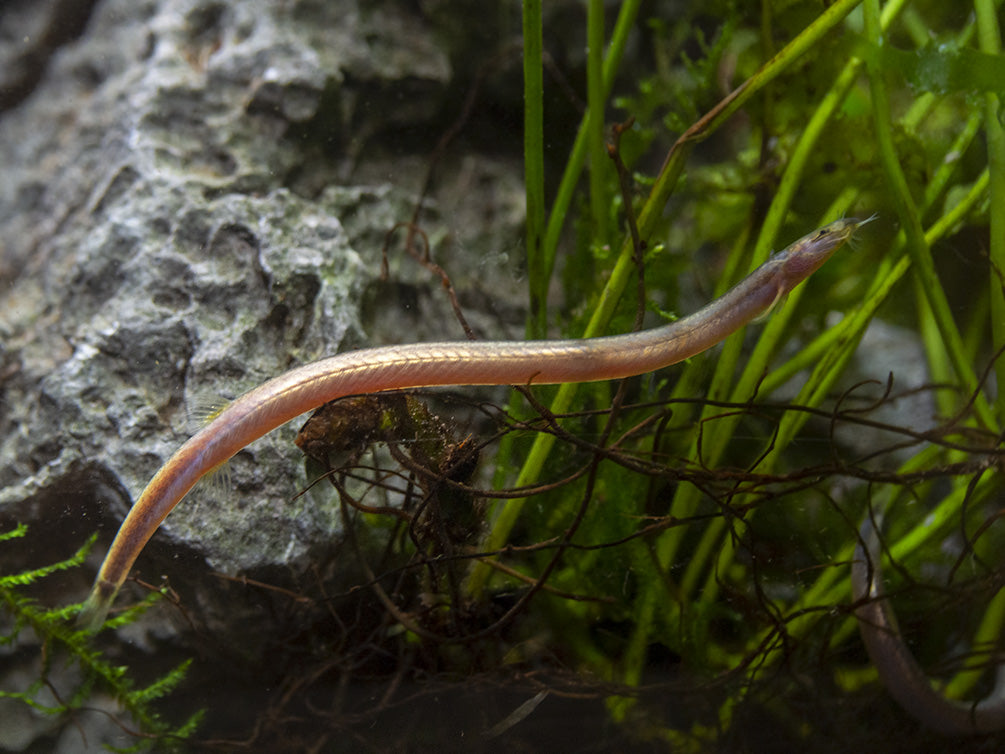 Sumatran Neon Loach (Pangio bitaimac) - Aquatic Arts on sale today for $  34.99