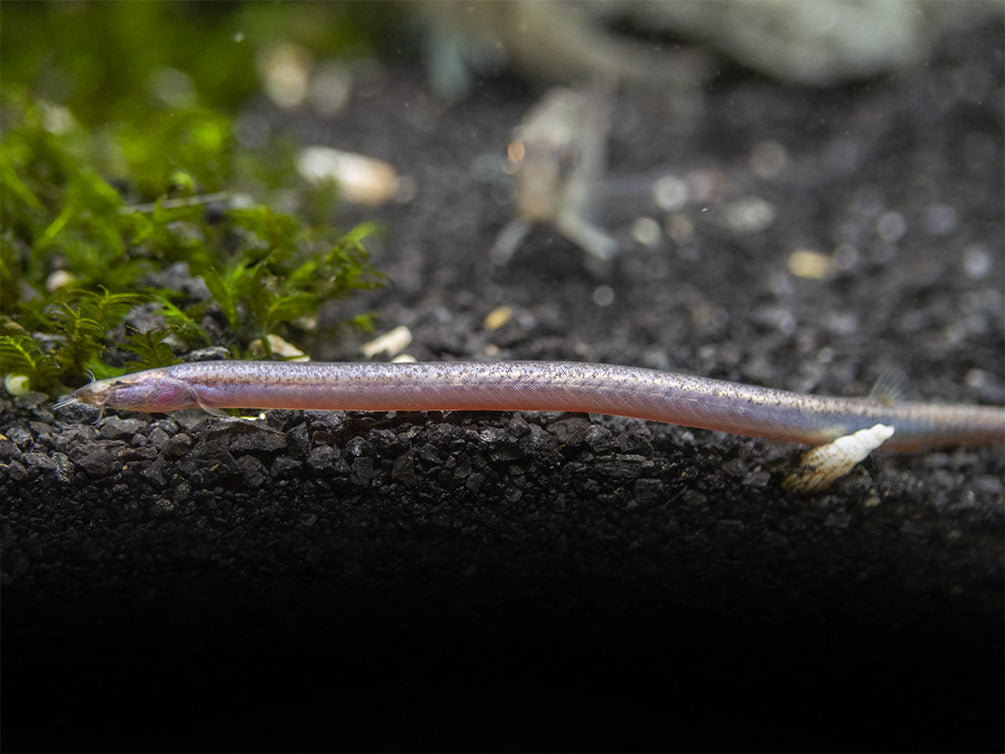 Sumatran Neon Loach (Pangio bitaimac)