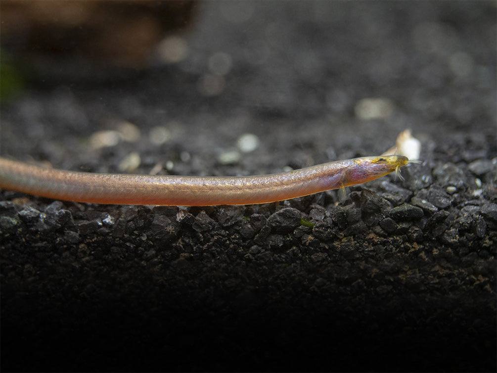 Sumatran Neon Loach (Pangio bitaimac)