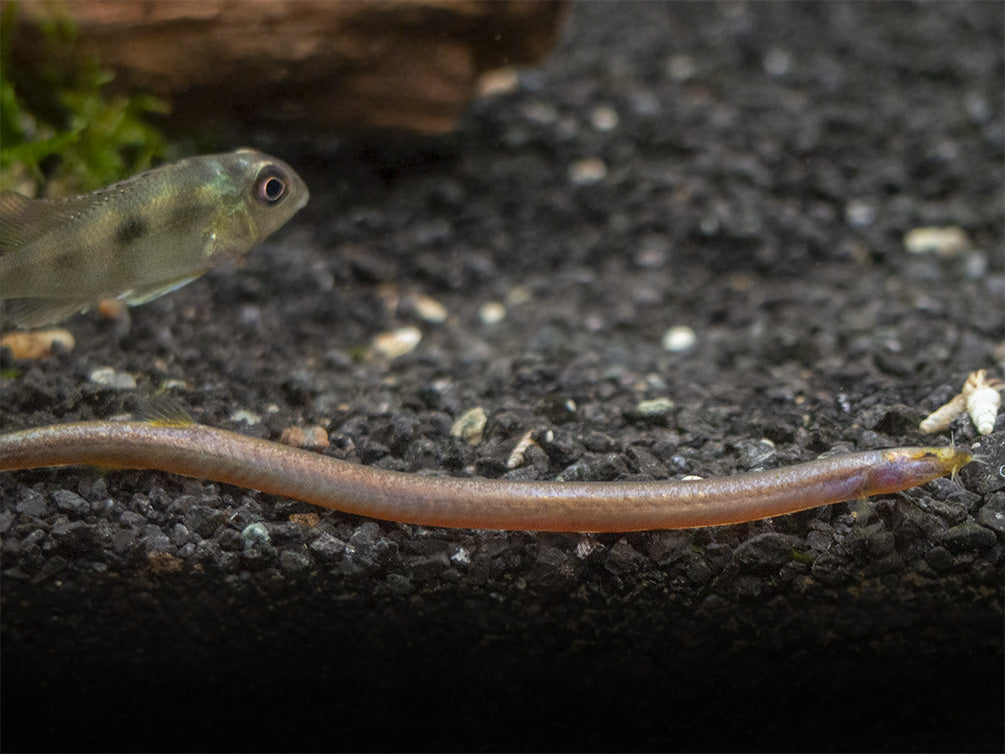 Sumatran Neon Loach (Pangio bitaimac)