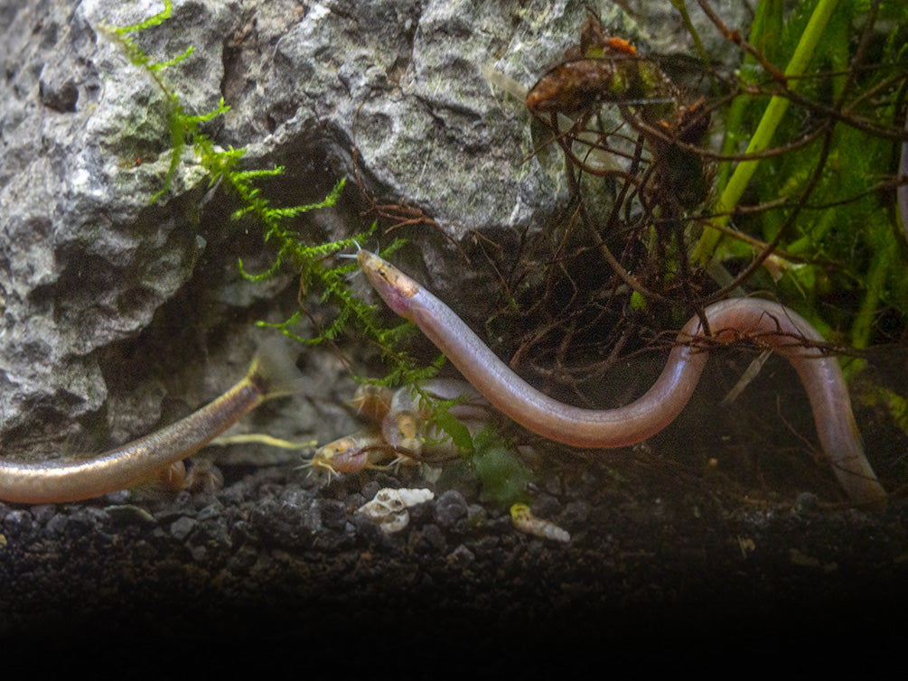 Sumatran Neon Loach (Pangio bitaimac)