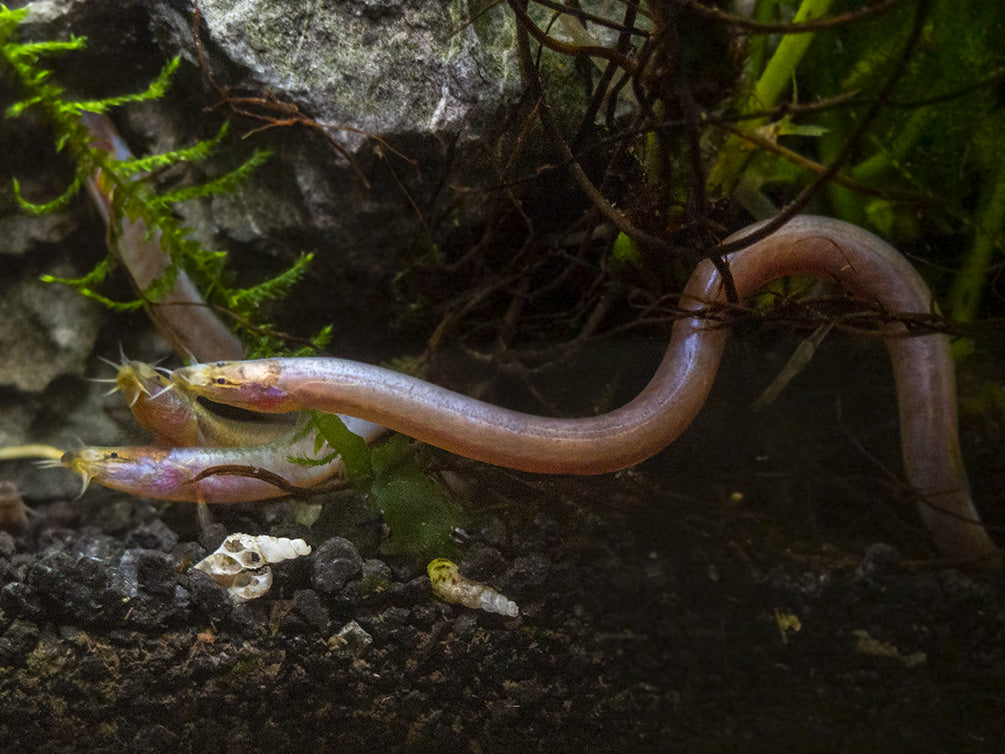 Sumatran Neon Loach (Pangio bitaimac)